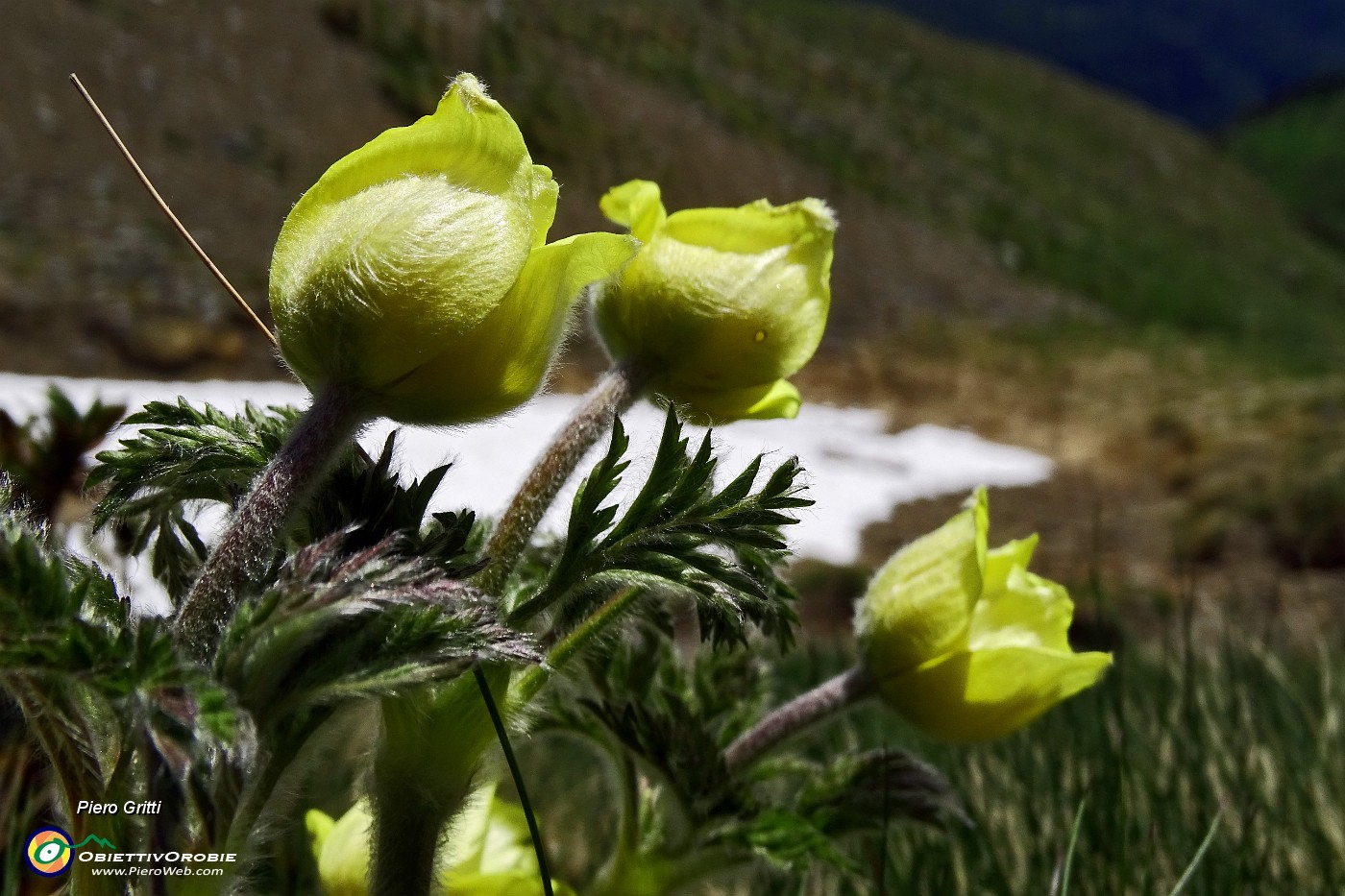 36 Pulsatilla alpina sulfurea in bocciolo.JPG -                                